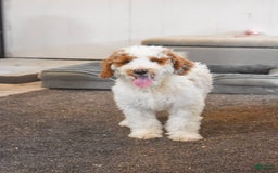 Goldendoodle dogs for sale: Milo - Image 5