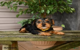 Yorkshire Terrier dogs for sale: Honey - Image 3