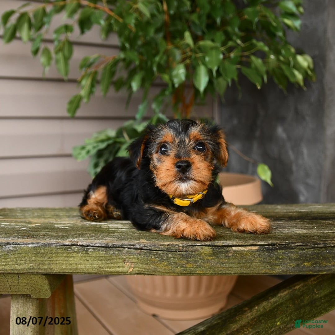 Yorkshire Terrier dogs for sale: Honey - Image 3