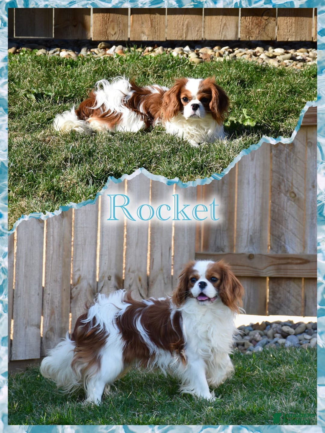 Cavalier King Charles Spaniel dogs for sale: Jude - Image 10