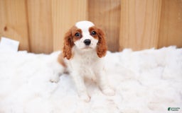 Cavalier King Charles Spaniel dogs for sale: Cooper - Image 2