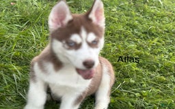 Siberian Husky dogs for sale: Atlas - Image 4