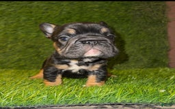 French Bulldog dogs for sale: Coco - Image 6