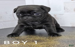 Pug dogs for sale: Boy 1 - Champion Lines! - Image 7