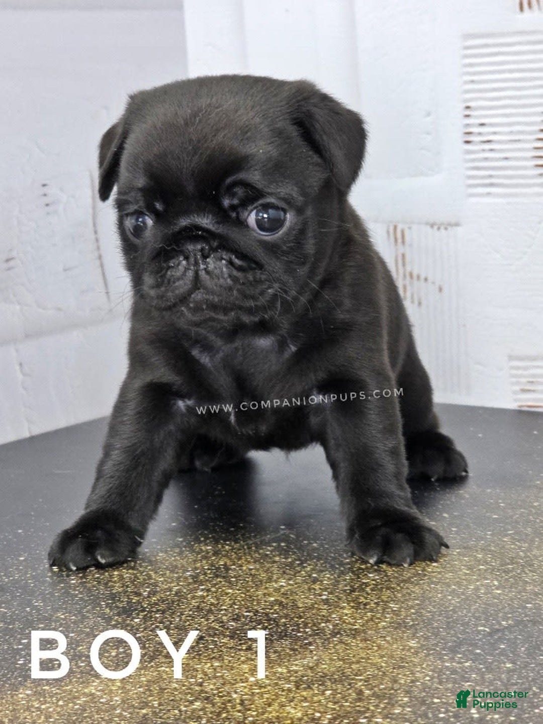 Pug dogs for sale: Boy 1 - Champion Lines! - Image 7