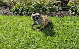 French Bulldog dogs for sale: Melody - Image 3