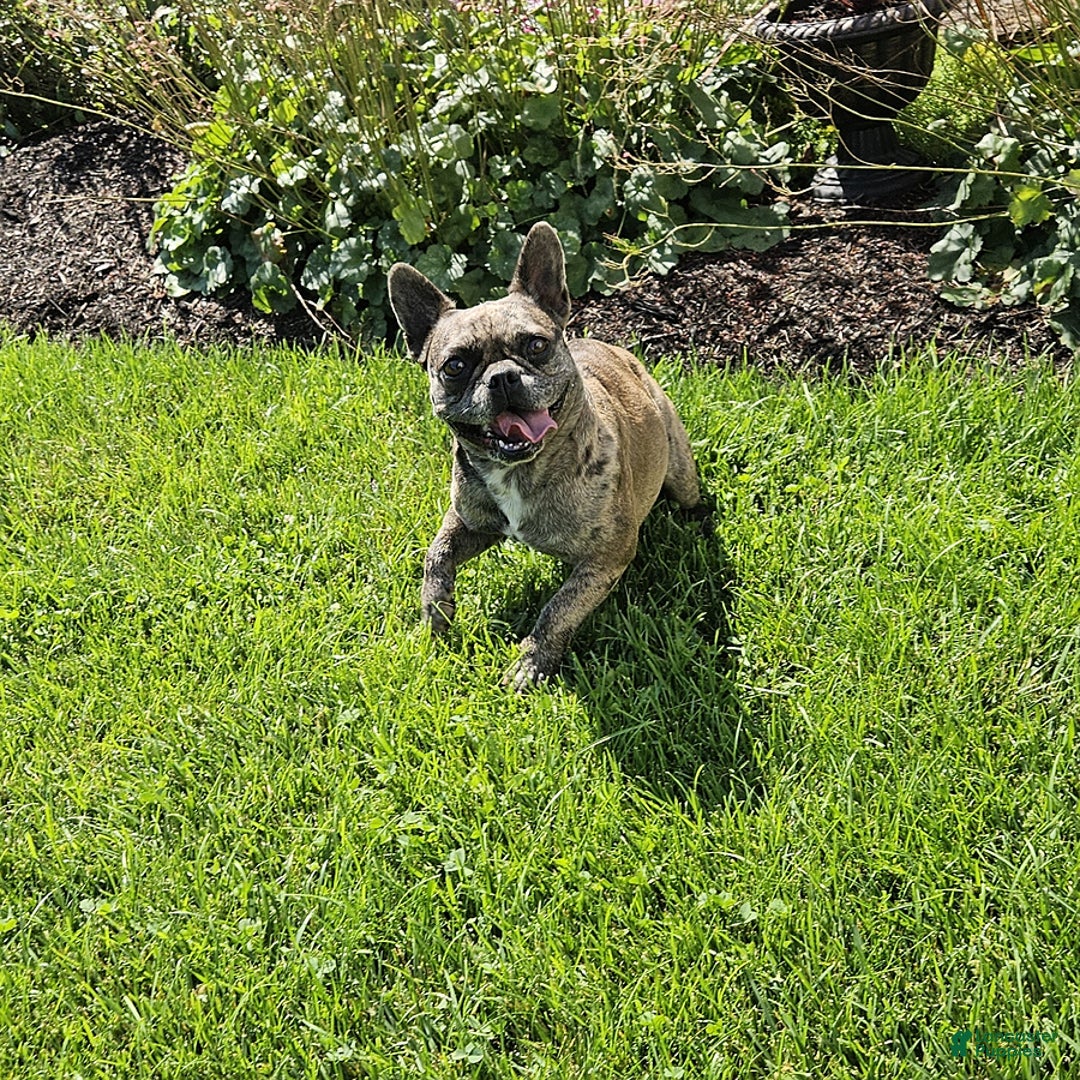French Bulldog dogs for sale: Melody - Image 3