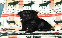 Yorkiepoo dogs for sale: Cinder - Image 3