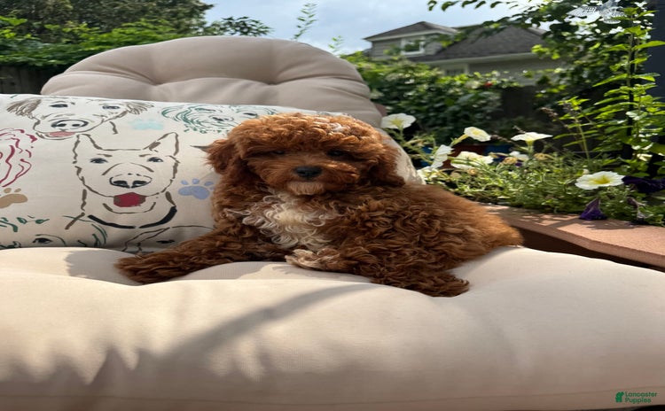 Cavapoo dogs for sale - Ad 4