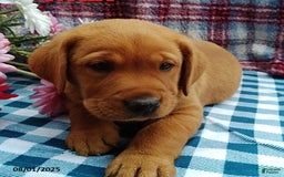 Labrador Retriever dogs for sale: Max - Image 1