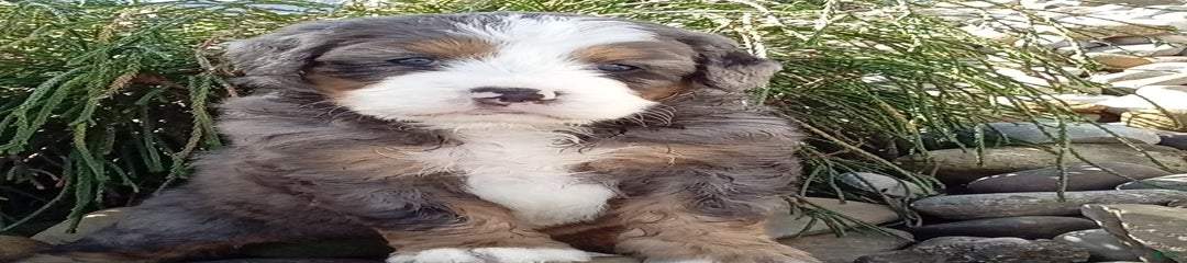 Sophie