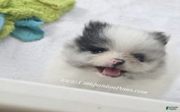 Pomeranian dogs for sale: Blue Eye - Blue Merle - Extreme Parti - Image 3
