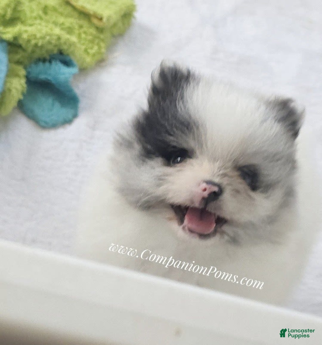 Pomeranian dogs for sale: Blue Eye - Blue Merle - Extreme Parti - Image 3