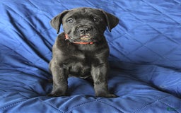 Cane Corso dogs for sale: Sage - Image 6