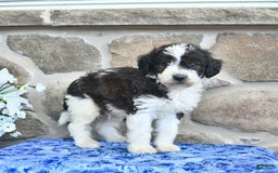 Goldendoodle dogs for sale: Salty - Image 5