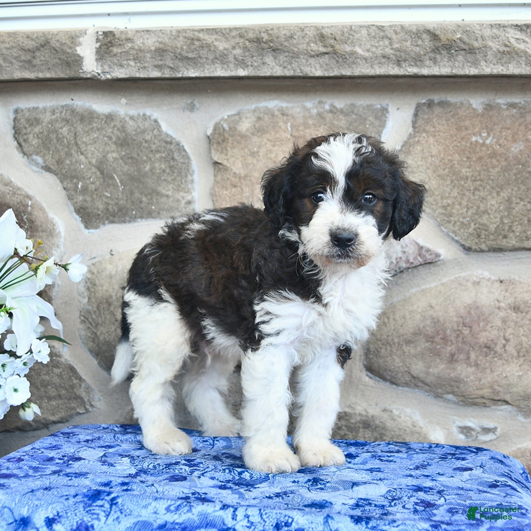 Goldendoodle dogs for sale: Salty - Image 5