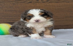 Mini Bernedoodle dogs for sale: Louie - Image 9