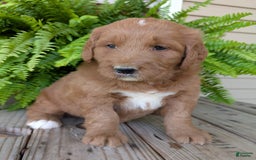 Goldendoodle dogs for sale: Ben - Image 11