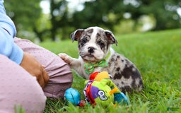 Beabull dogs for sale: Oreo - Image 2