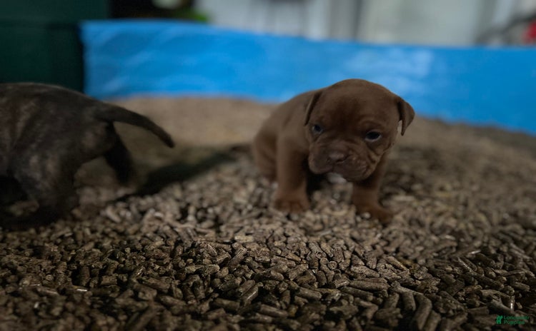 Olde English Bulldogge dogs for sale - Ad 1