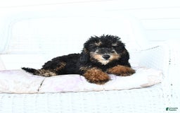 Miniature Poodle dogs for sale: Loura - Image 6