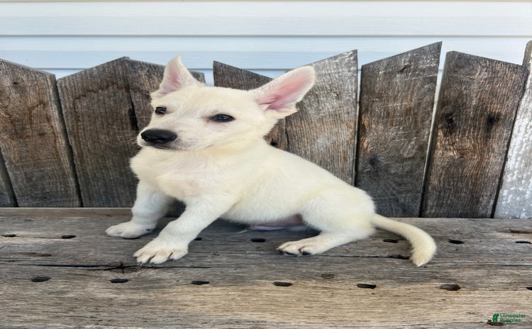 German Shepherd dogs for sale - Ad 2