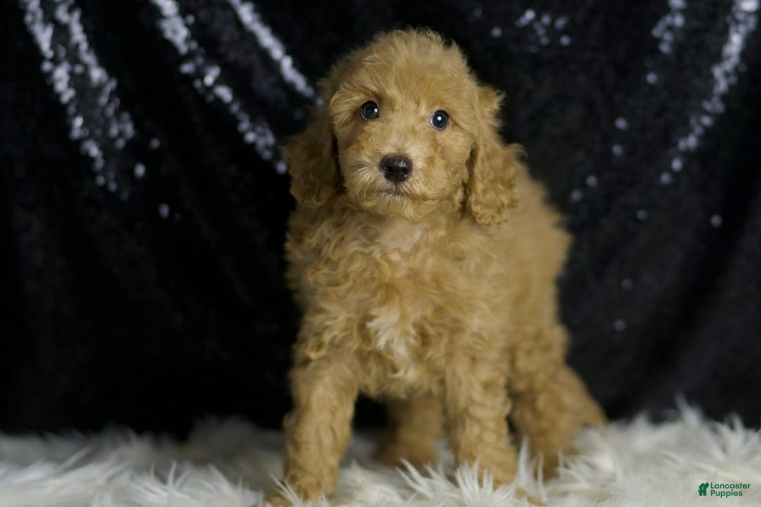 Mini Goldendoodle dogs for sale: Marvel - Image 5