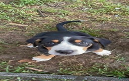 Greater Swiss Mountain Dog dogs for sale: Julep - Image 10