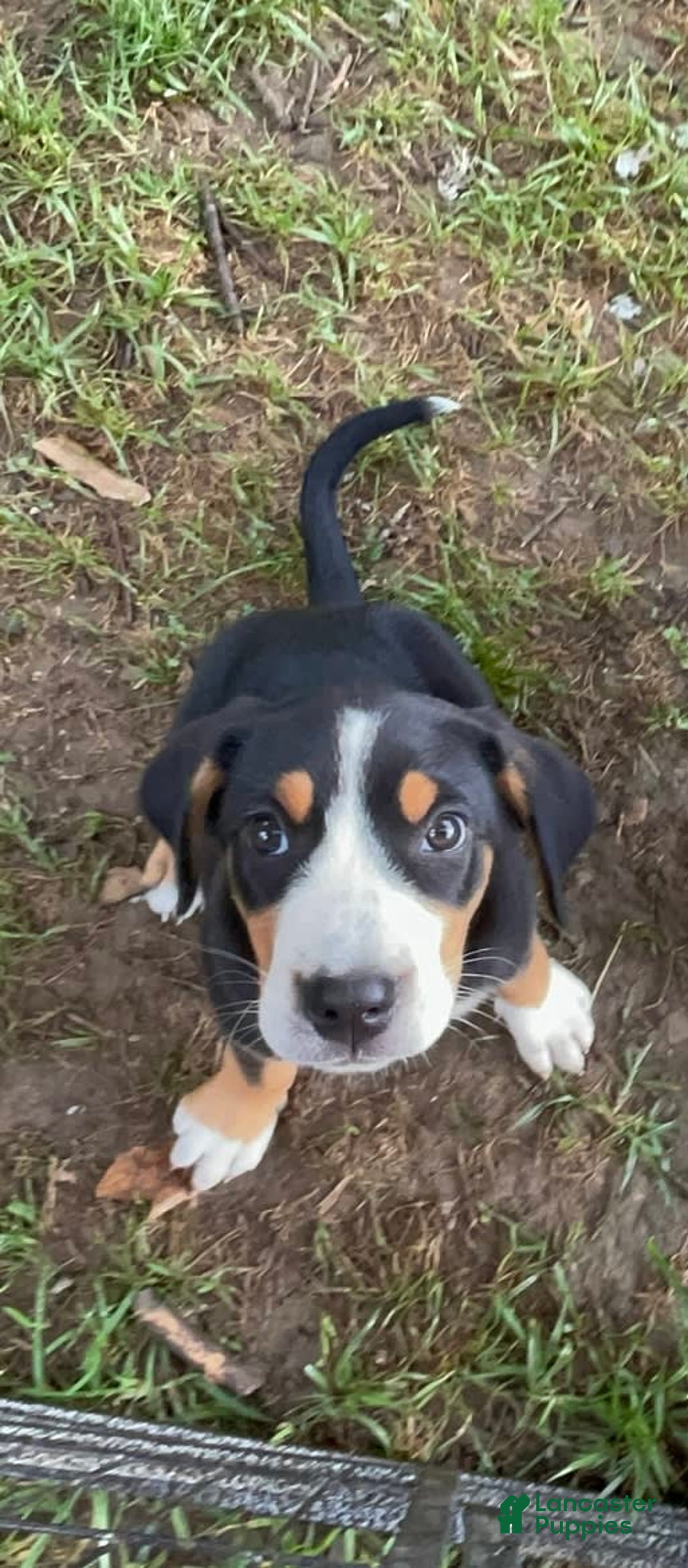 Greater Swiss Mountain Dog dogs for sale: Julep - Image 10
