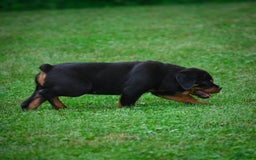 Rottweiler dogs for sale: Bella - Image 13