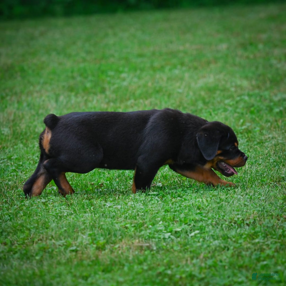 Rottweiler dogs for sale: Bella - Image 13