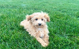 Maltipoo dogs for sale: Solomon - Image 3