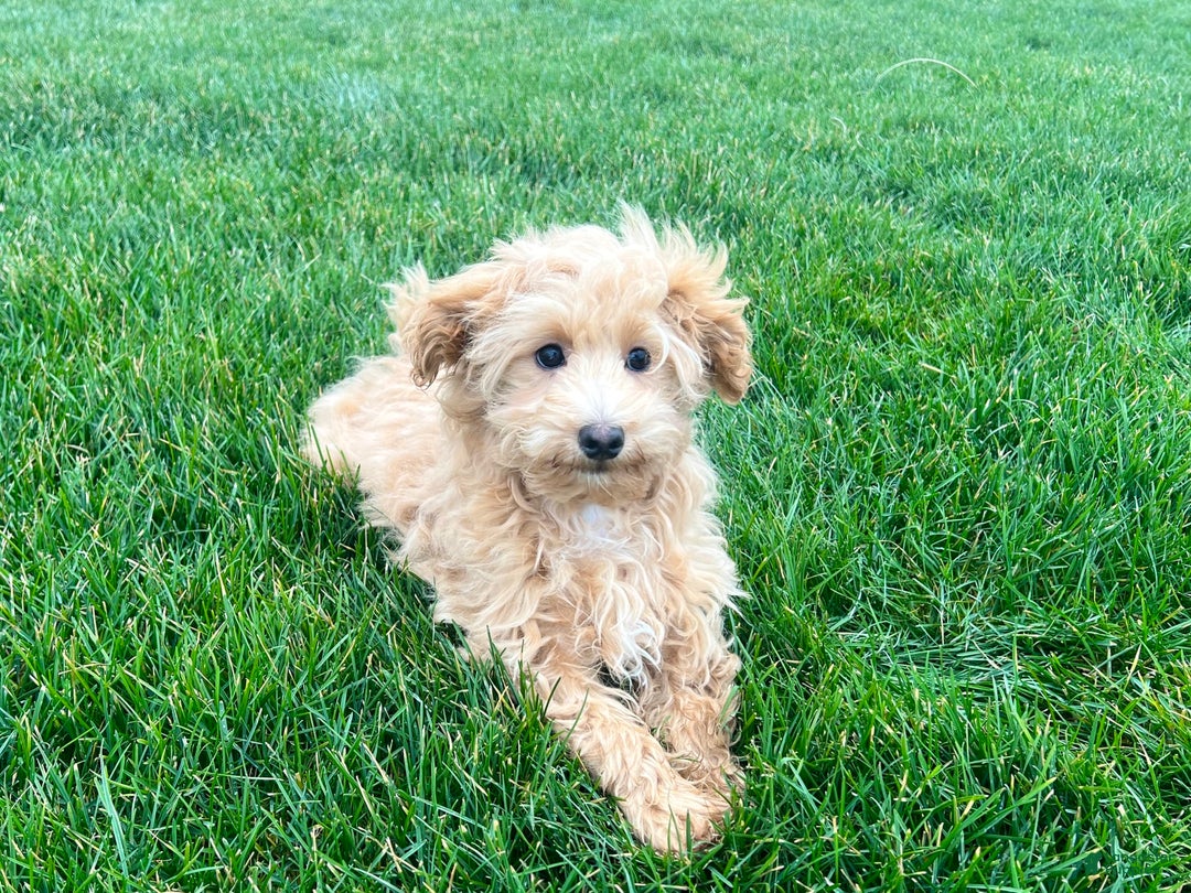 Maltipoo dogs for sale: Solomon - Image 3