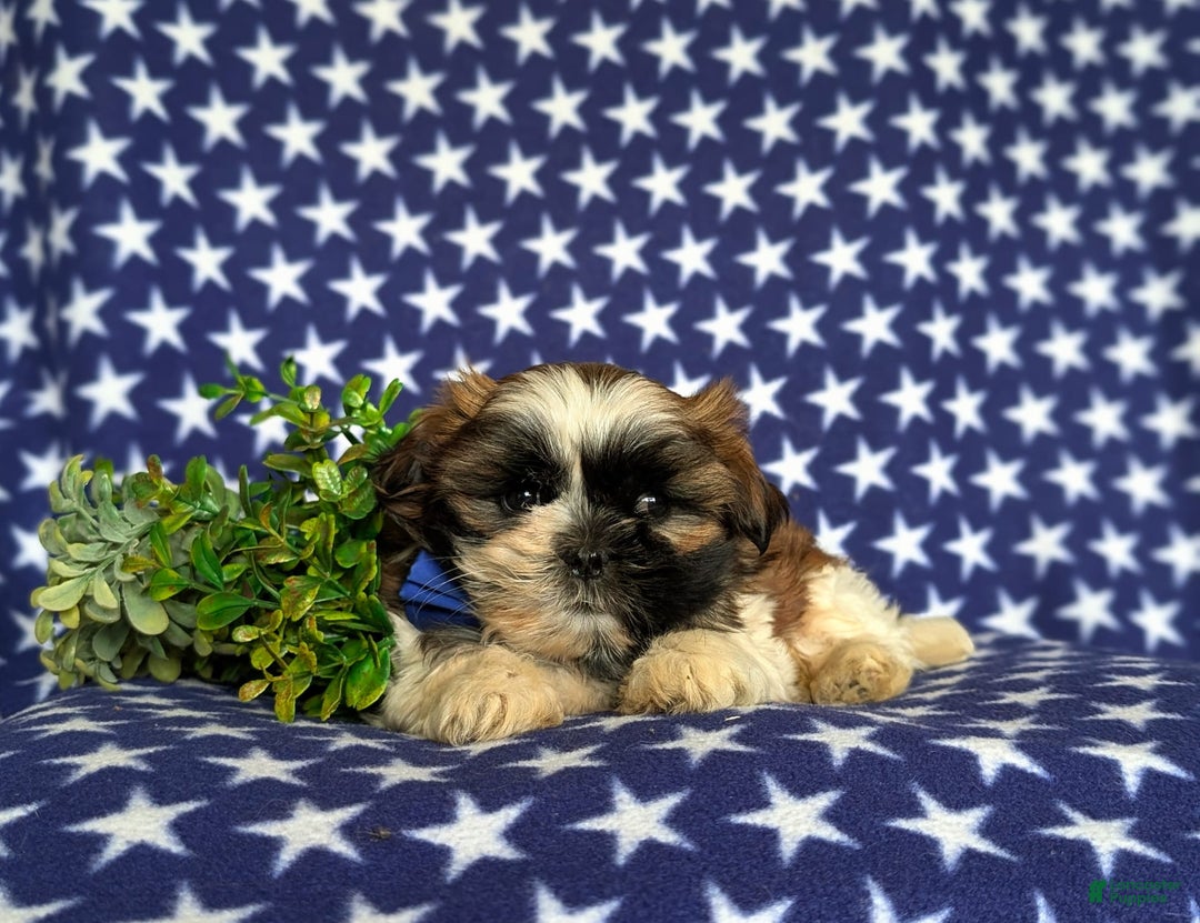 Shih Tzu dogs for sale: Dale - Image 4