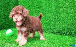 Maltipoo dogs for sale: Coconut - Image 6