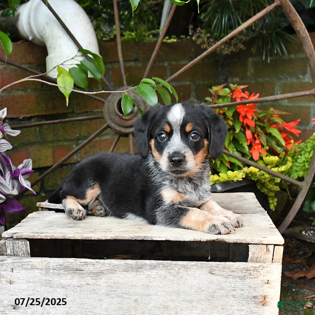 Miniature Australian Shepherd dogs for sale: Finn - Image 5