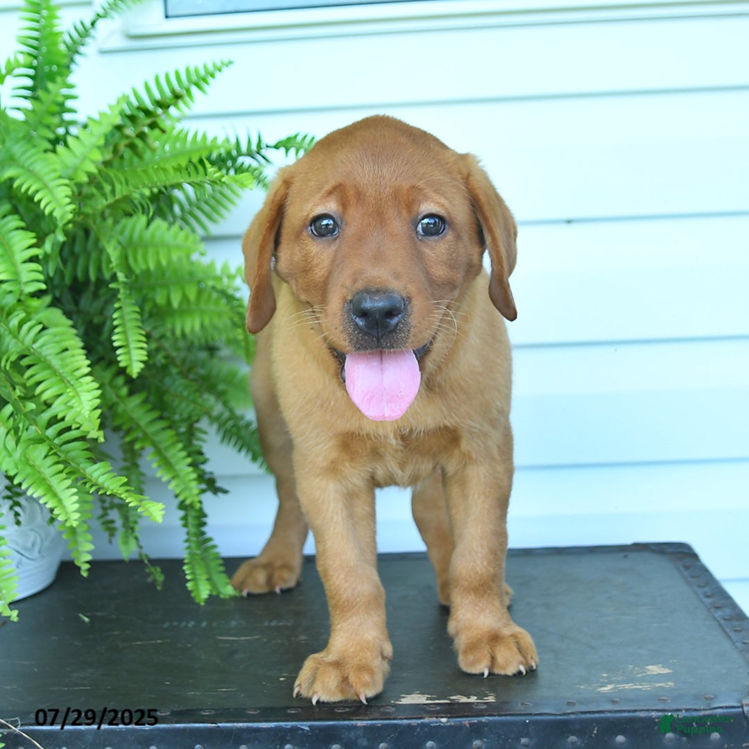 Labrador Retriever dogs for sale: Yasmine - Image 4