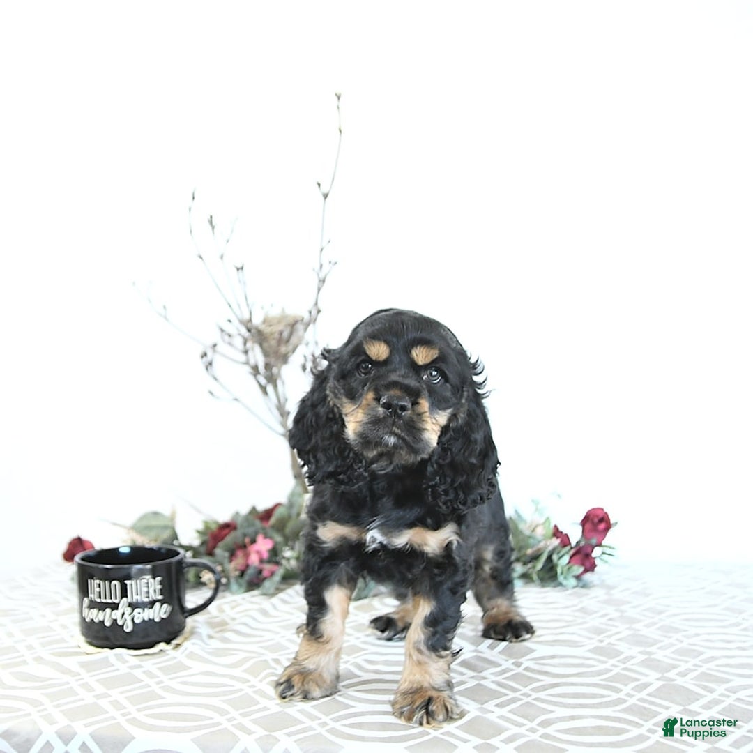 Cocker Spaniel dogs for sale: Banjo - Image 11