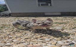 French Bulldog dogs for sale: Riot - Image 7