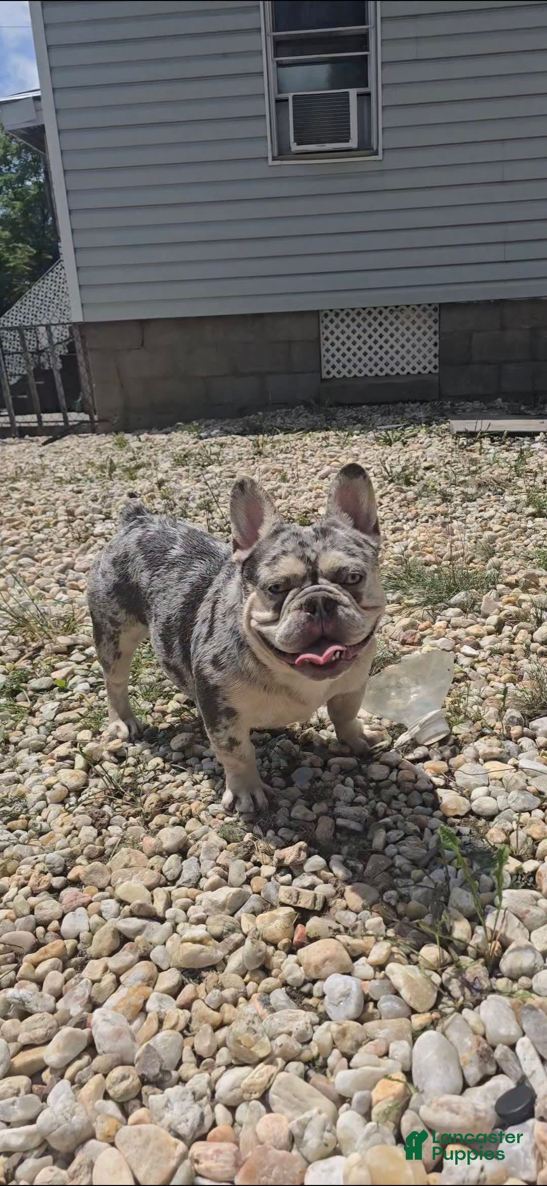 French Bulldog dogs for sale: Riot - Image 7