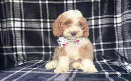 Cockapoo dogs for sale: Mac - Image 9