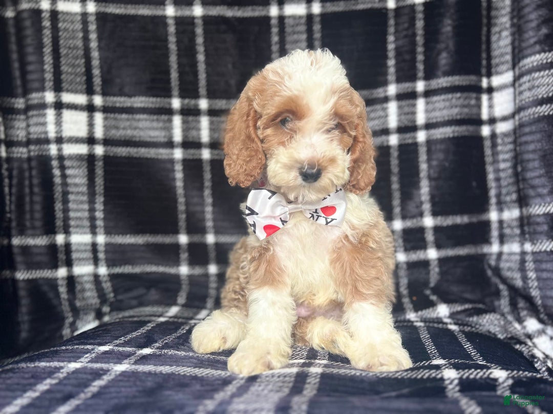 Cockapoo dogs for sale: Mac - Image 9