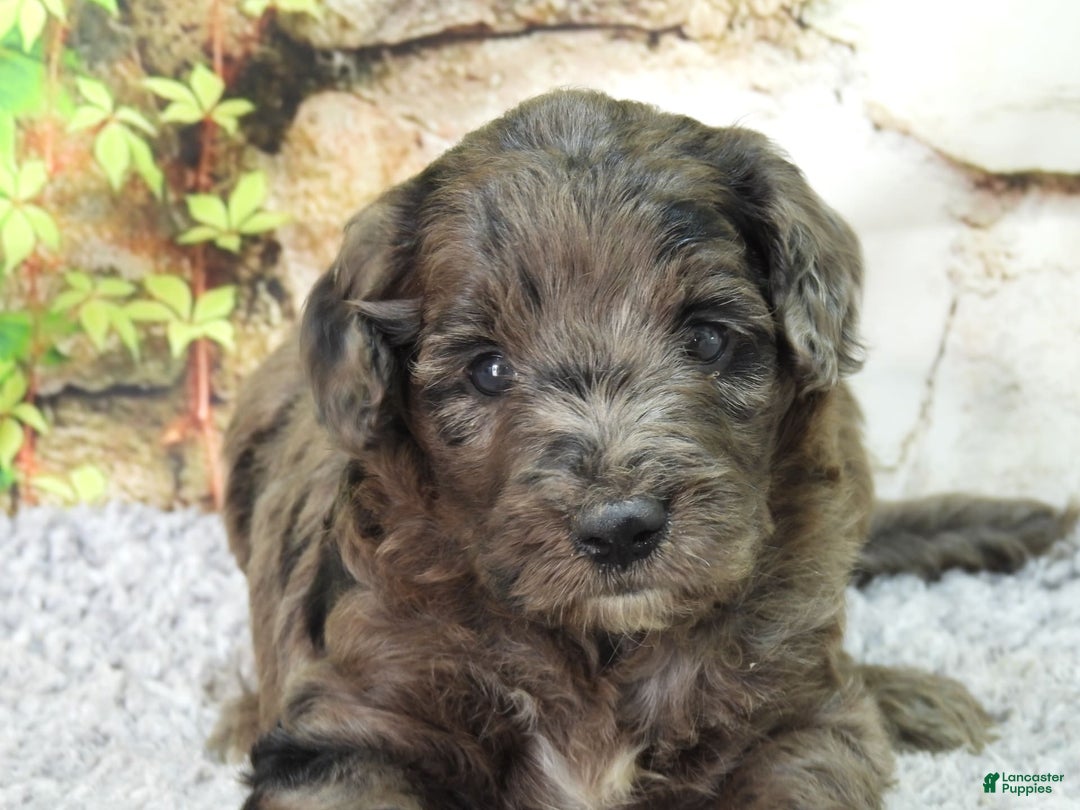 Mini Goldendoodle dogs for sale: Finn F1b - Image 8