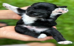 Miniature Schnauzer dogs for sale: Junie - Image 16