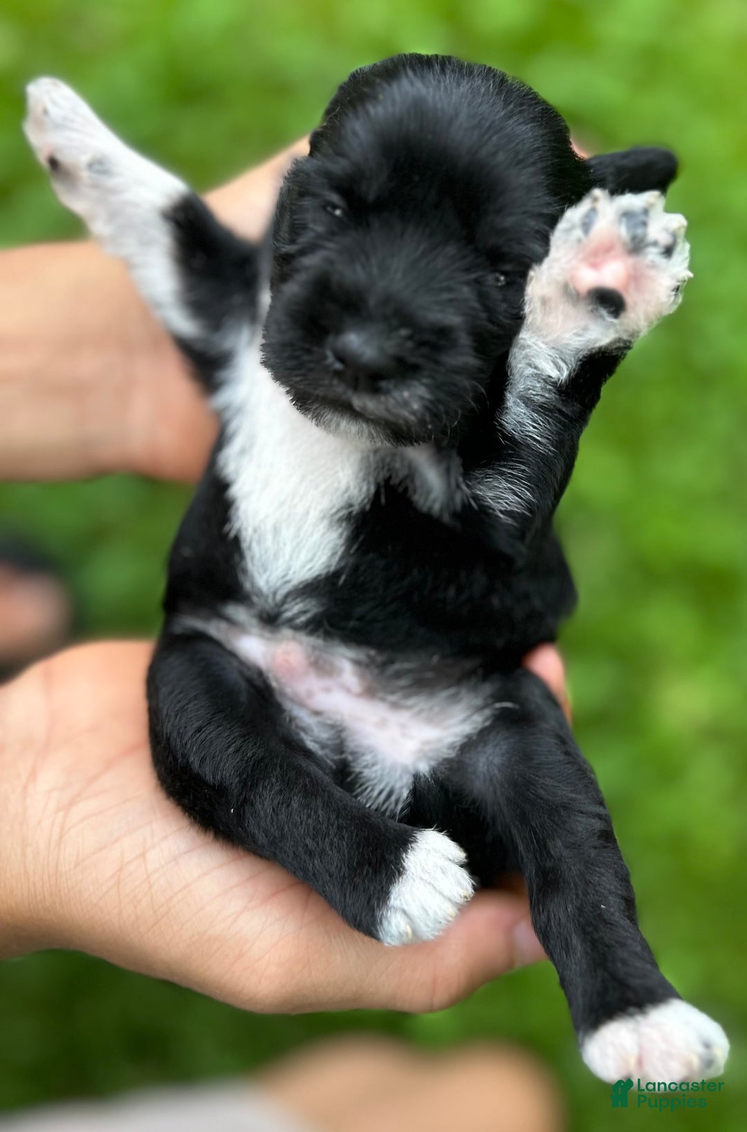 Miniature Schnauzer dogs for sale: Junie - Image 16