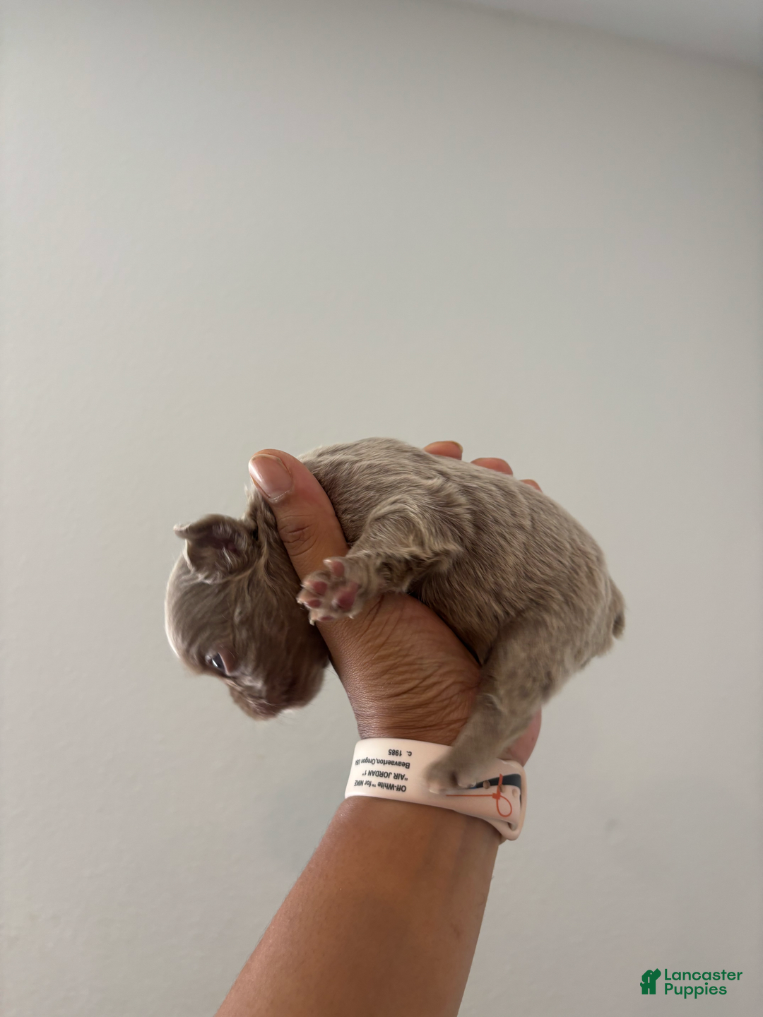 French Bulldog dogs for sale: Lil Wayne - Image 3