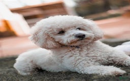 Cavapoo dogs for sale: Charlie - Image 6