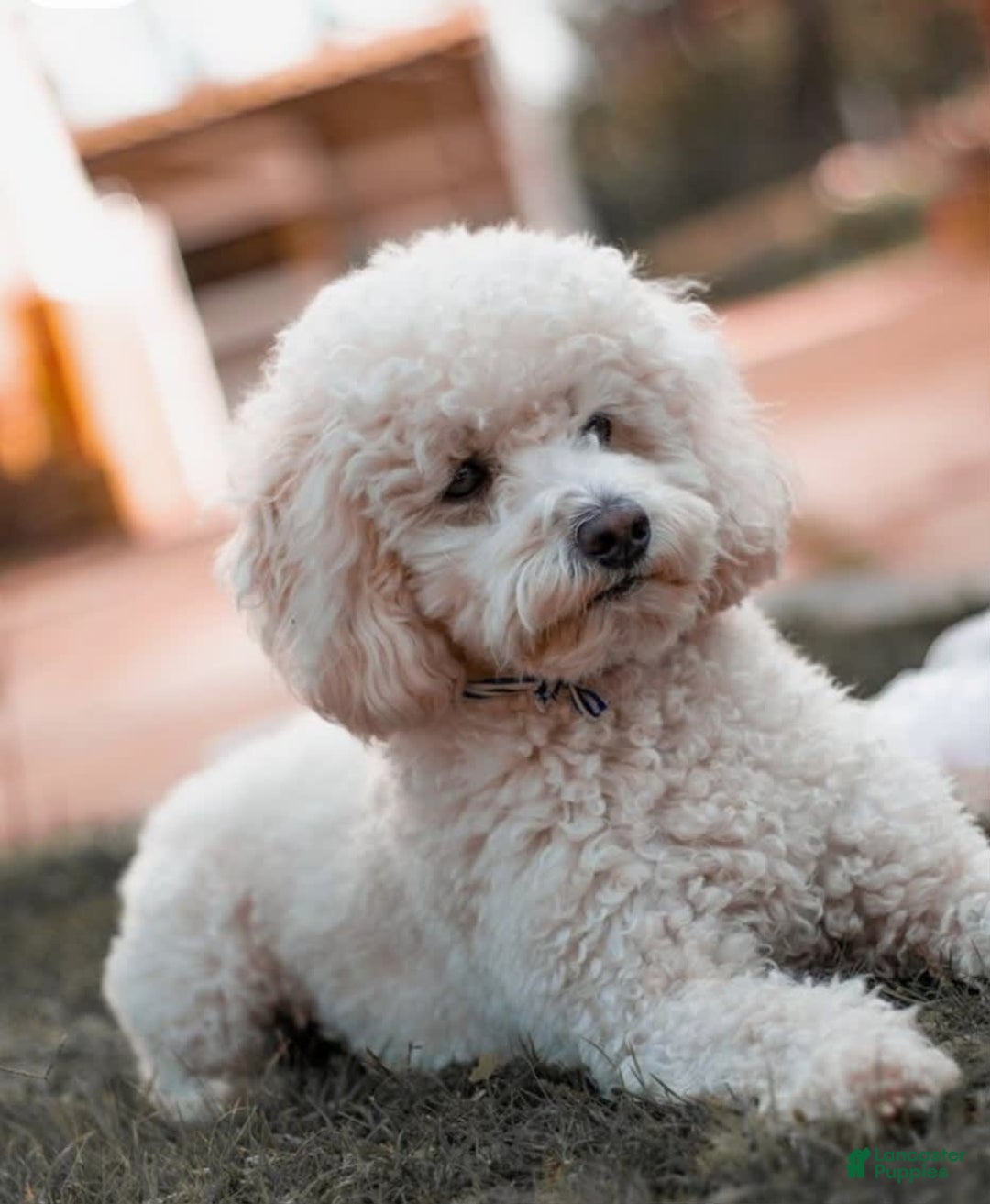 Cavapoo dogs for sale: Charlie - Image 6