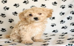 Cavapoo dogs for sale: Ace - Image 20