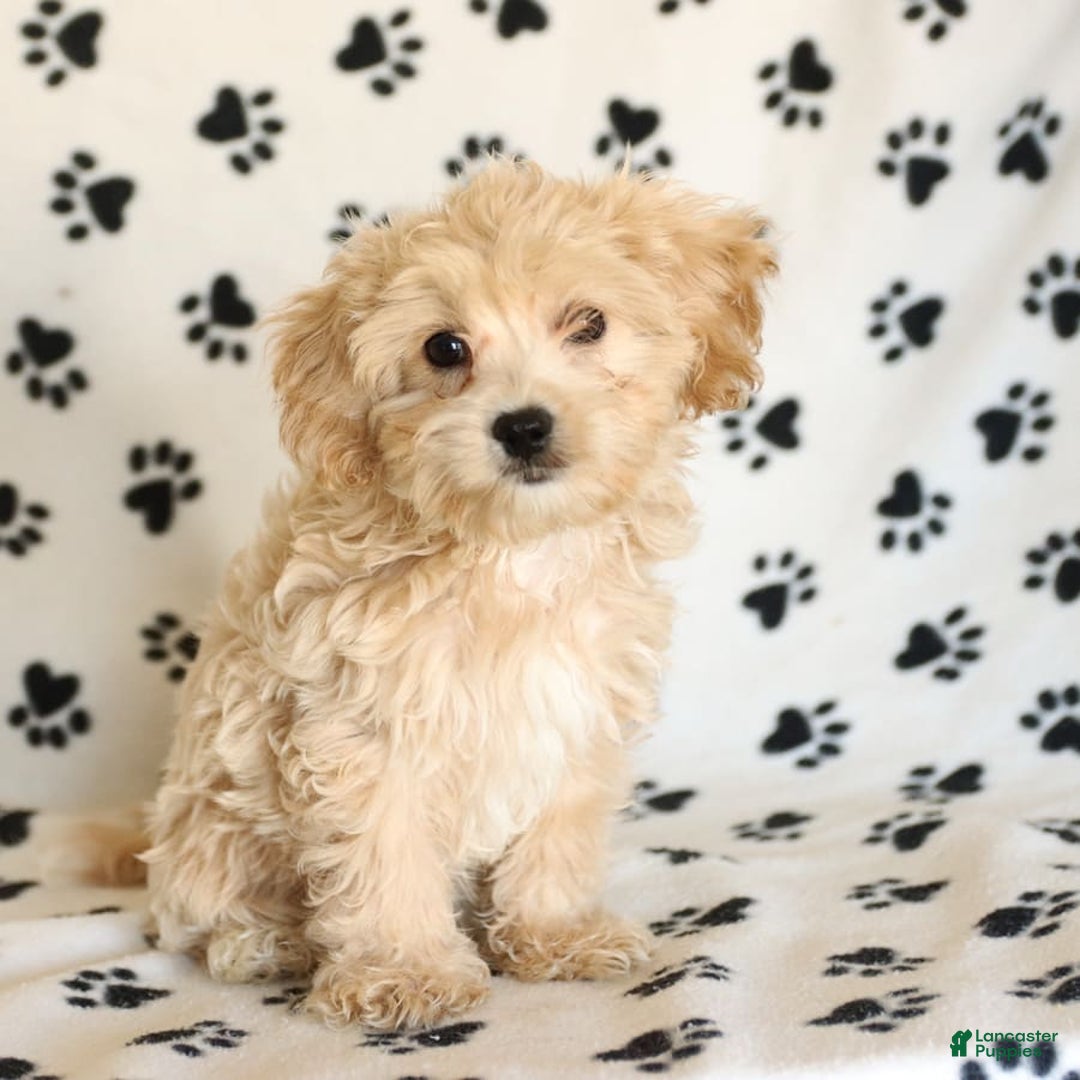 Cavapoo dogs for sale: Ace - Image 20